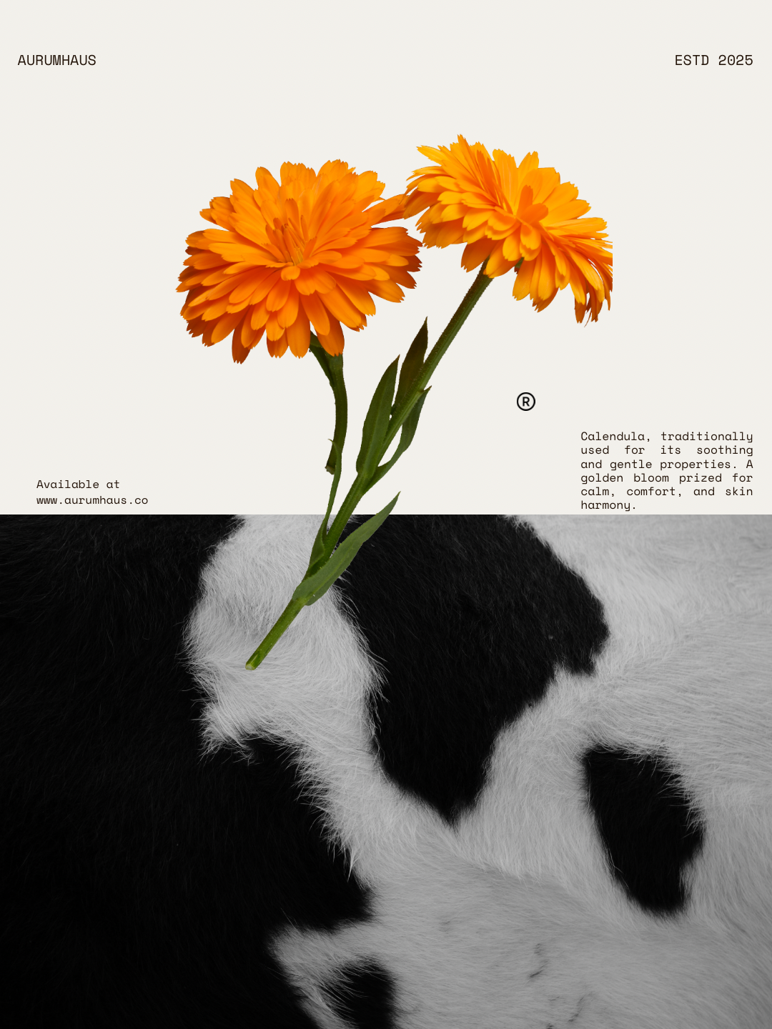 Saffron No.03