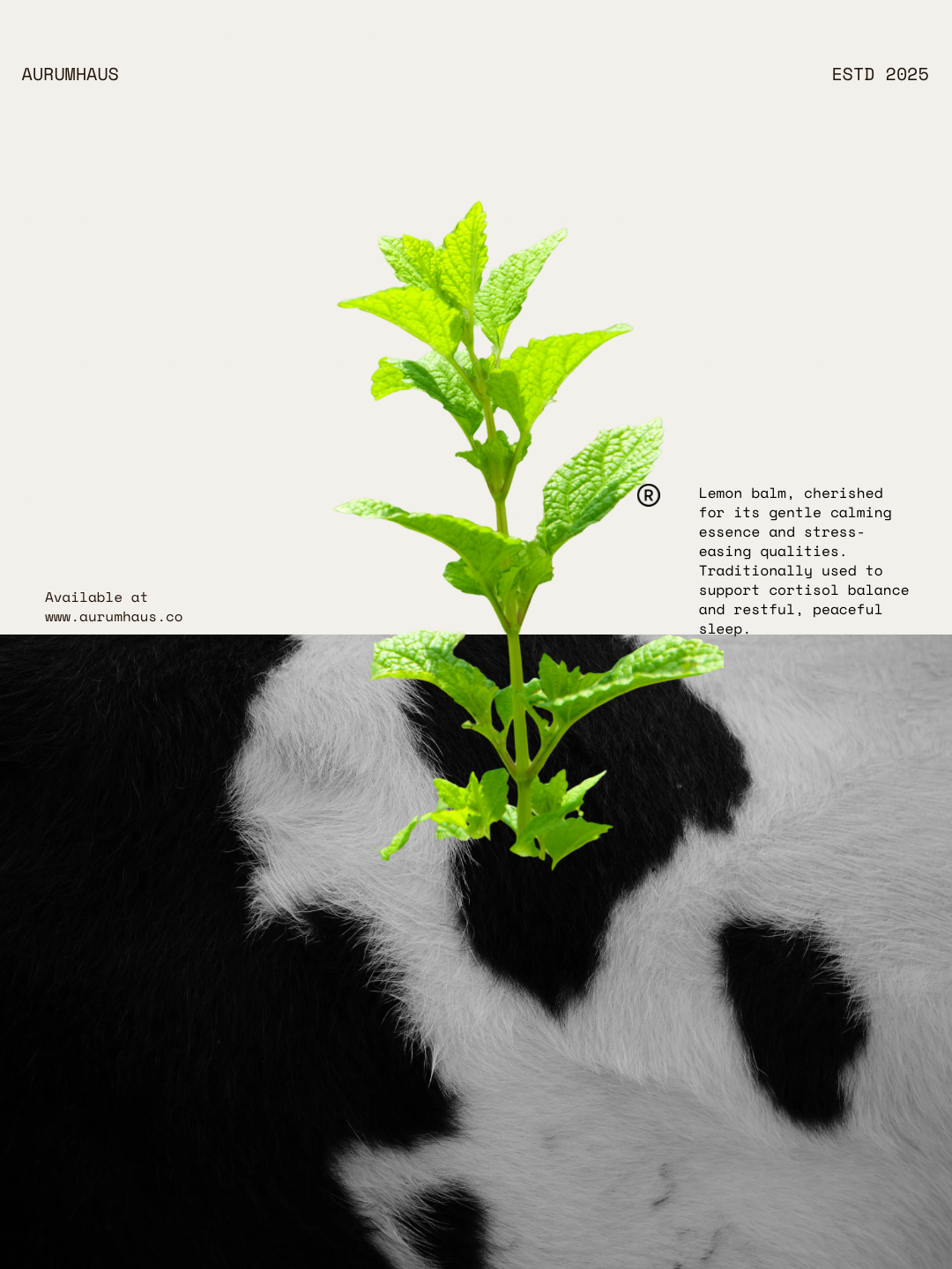 Lemon Balm No.11