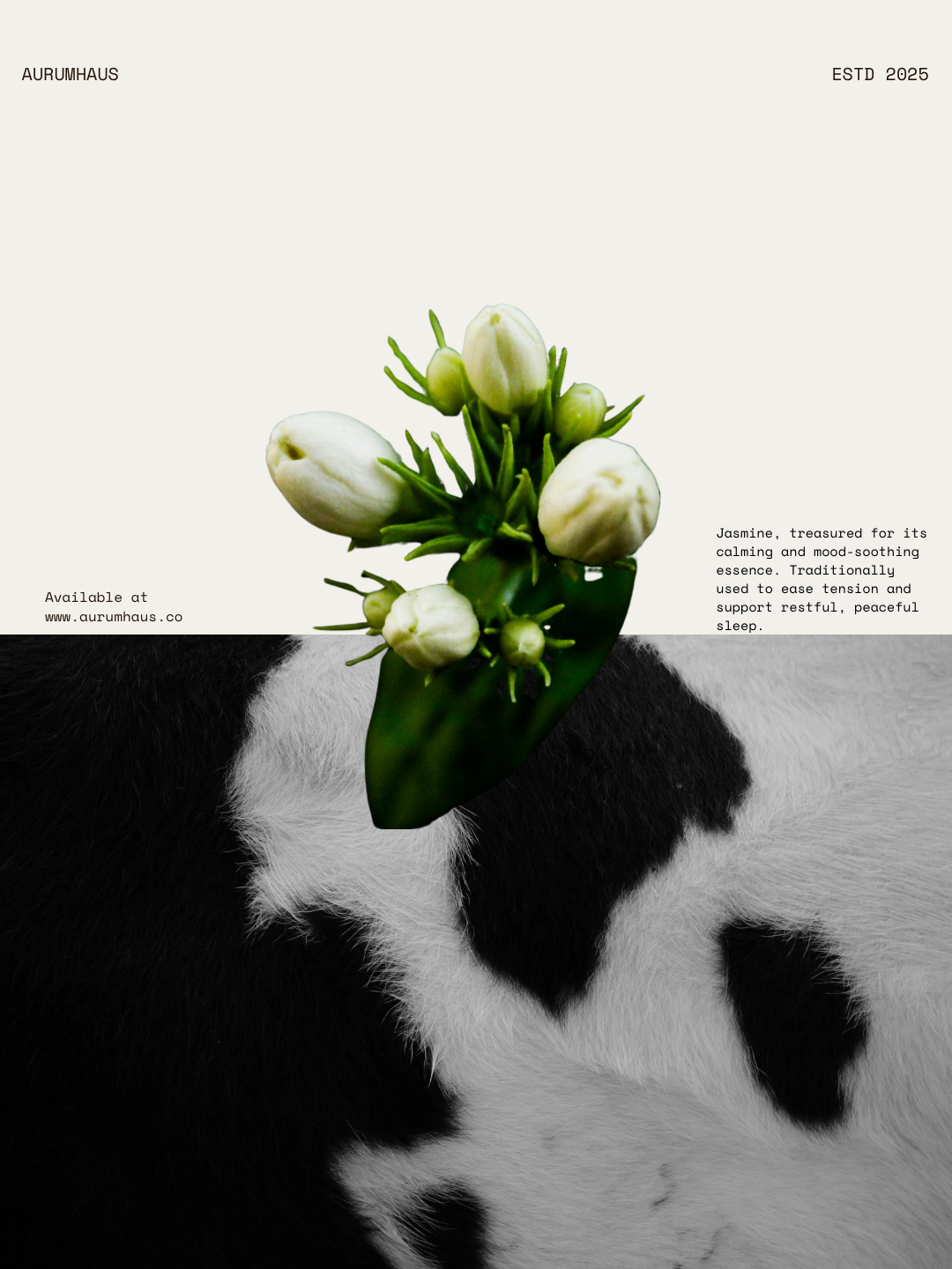 Jasmine No.06